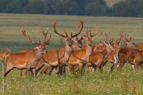 Herd of summer Red Deer Stags  Cervus elaphus 