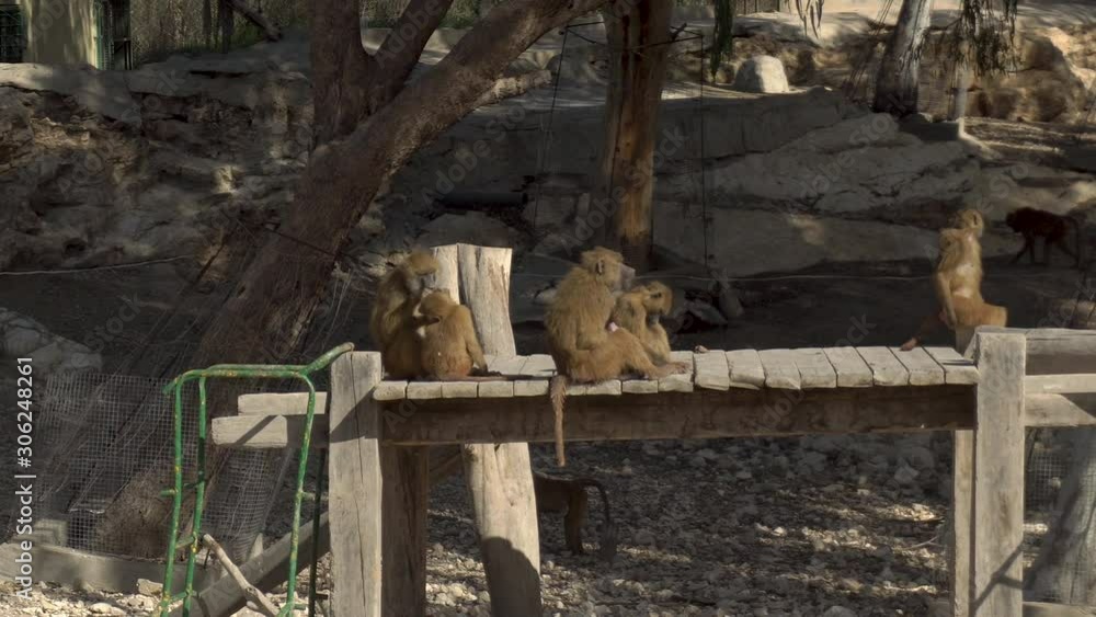 African macaques are sitting on the bridge. Monkeys in the vastness of Africa. Animal in captivity African macaques are sitting on the bridge. Monkeys in the vastness of Africa. Animal in captivity