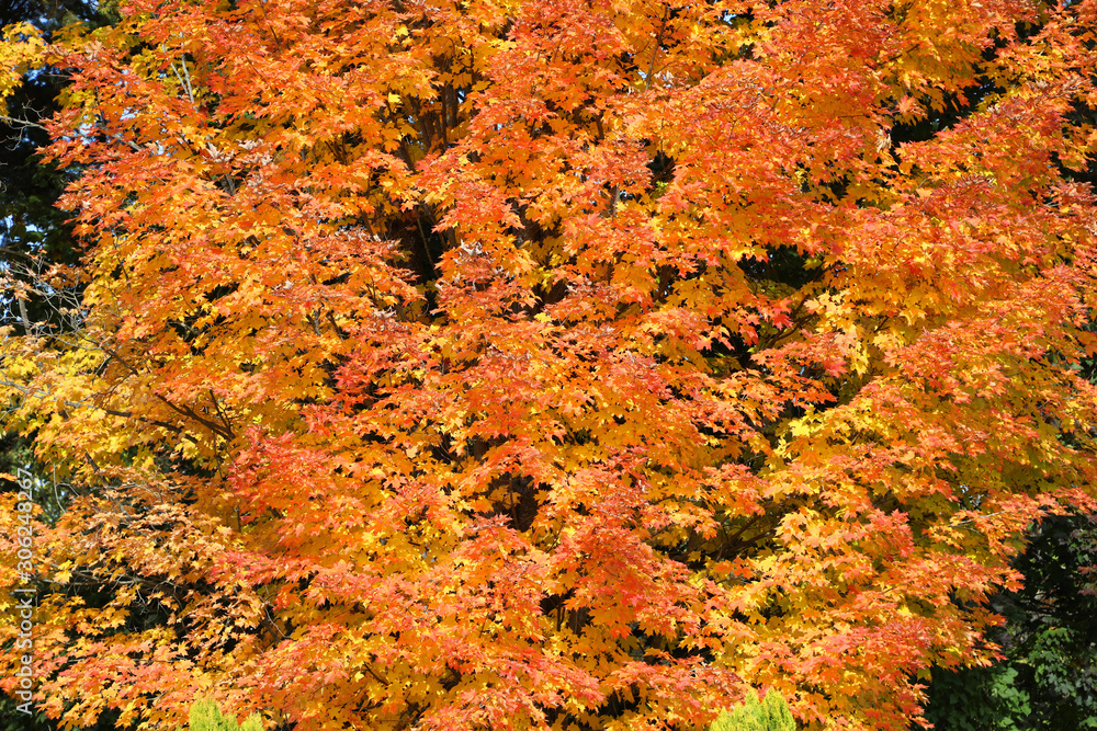 Stunning Autumn colors in British Columbia, Canada, featuring orange, red, green and yellow