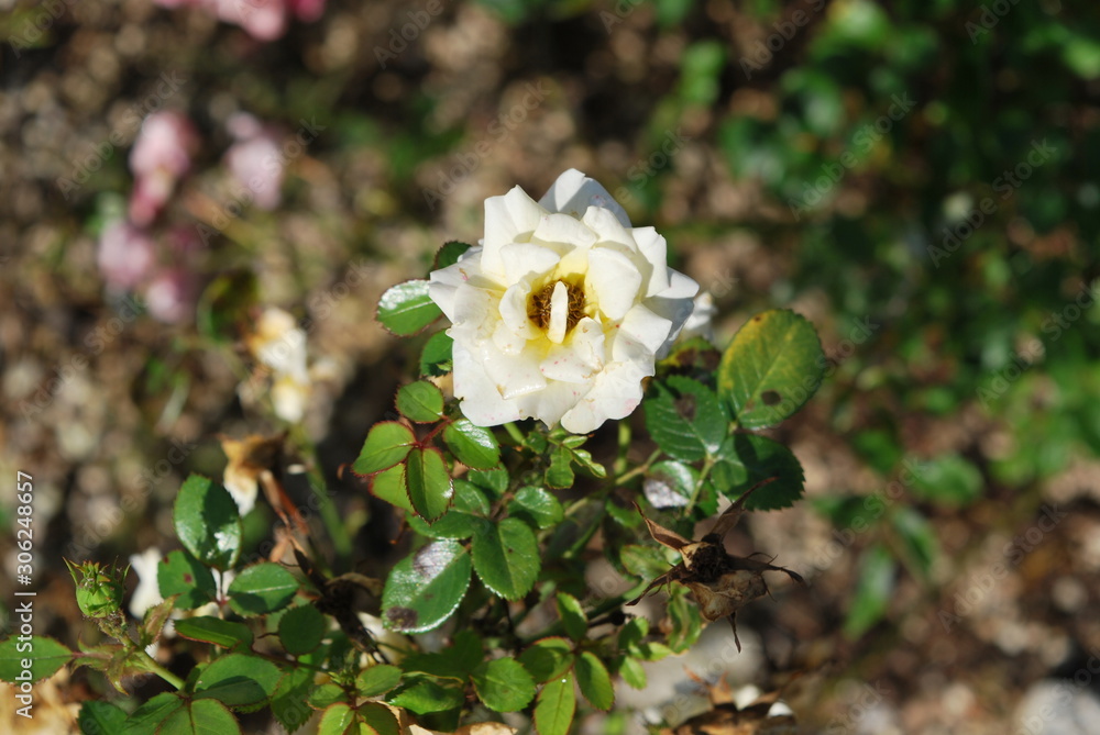 Obraz premium Nature flowers