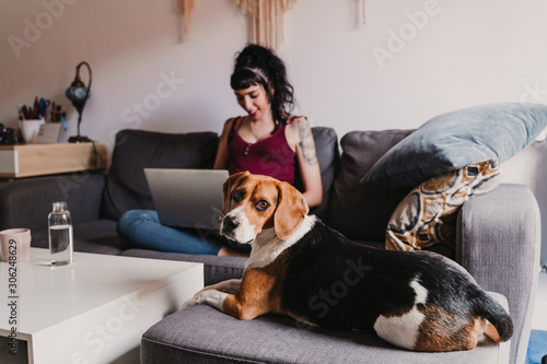 young pregnant woman at home working on laptop. cute beagle dog besides