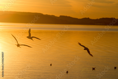 Seagulls on Lake Chiemsee at sunset. Bavaria. Germany