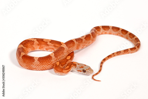 Kornnatter Hypo Masque (Pantherophis guttatus) - Corn snake