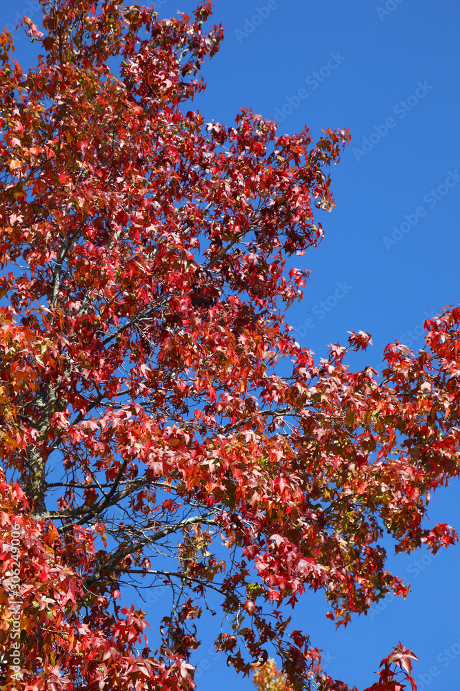 Stunning Autumn colors in British Columbia, Canada, featuring orange, red, green and yellow