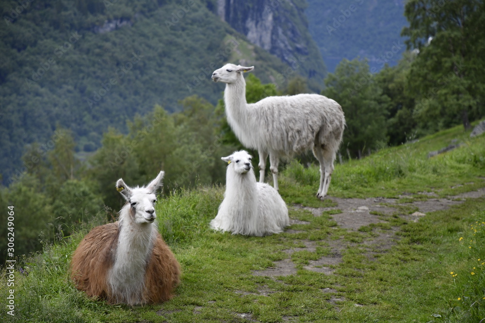 Obraz premium Llamas