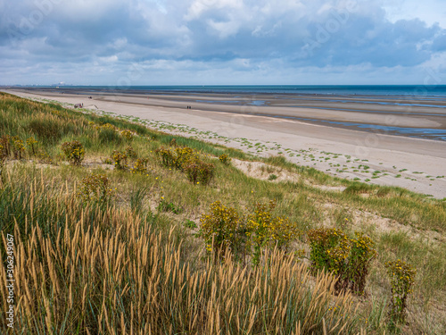 Dunes covered with marram grass and flowers overlooking the ocean at low tide
