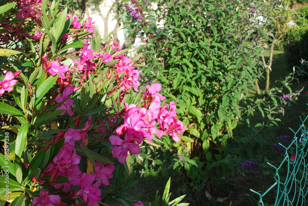 Nature flowers