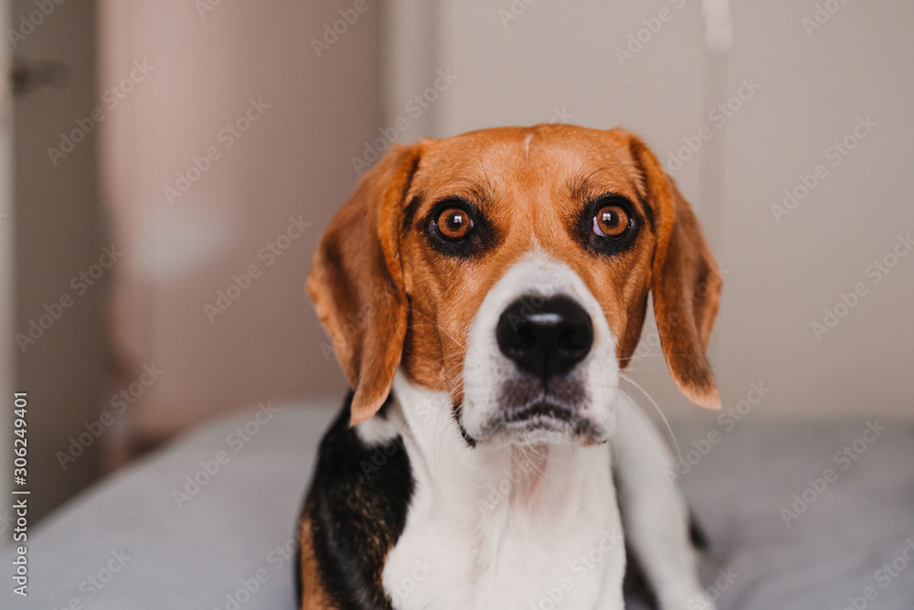 close up portrait of beautiful beagle dog at home