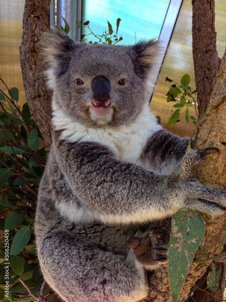 Obraz premium koala in tree