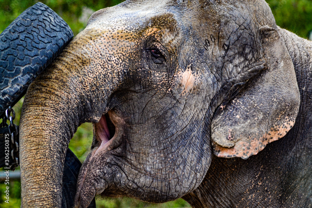 Yawning Elephant