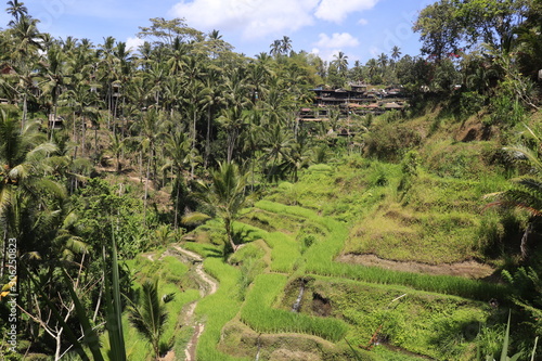 A beautiful view of Tegalalang Rice Terrace in Ubud, Bali, Indonesia