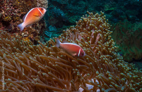 Coral reef South Pacific photo