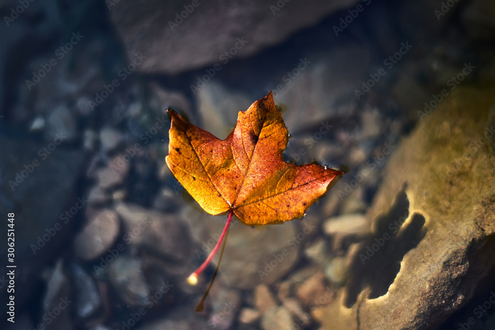 Autumnal leaf floating on the water of a river Autumnal leaf floating on the water of a river