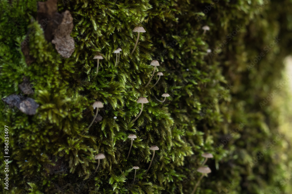 Little mushrooms to the woods