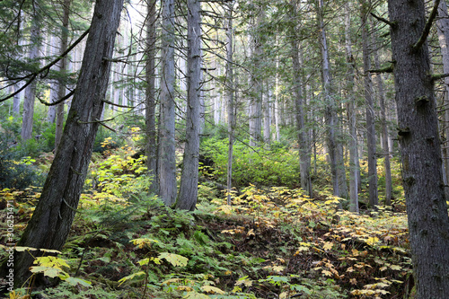 Giant Cedars Boardwalk Trail - Mount Revelstoke National Park, British Columbia, Canada featuring large old cedar trees