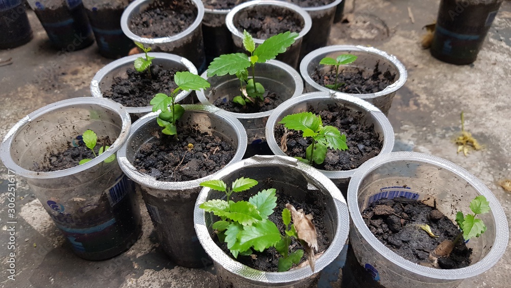 young plants in pots young plants in pots