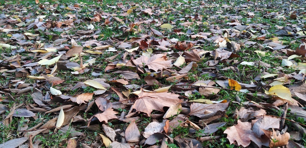 Autumn Fallen Leaves