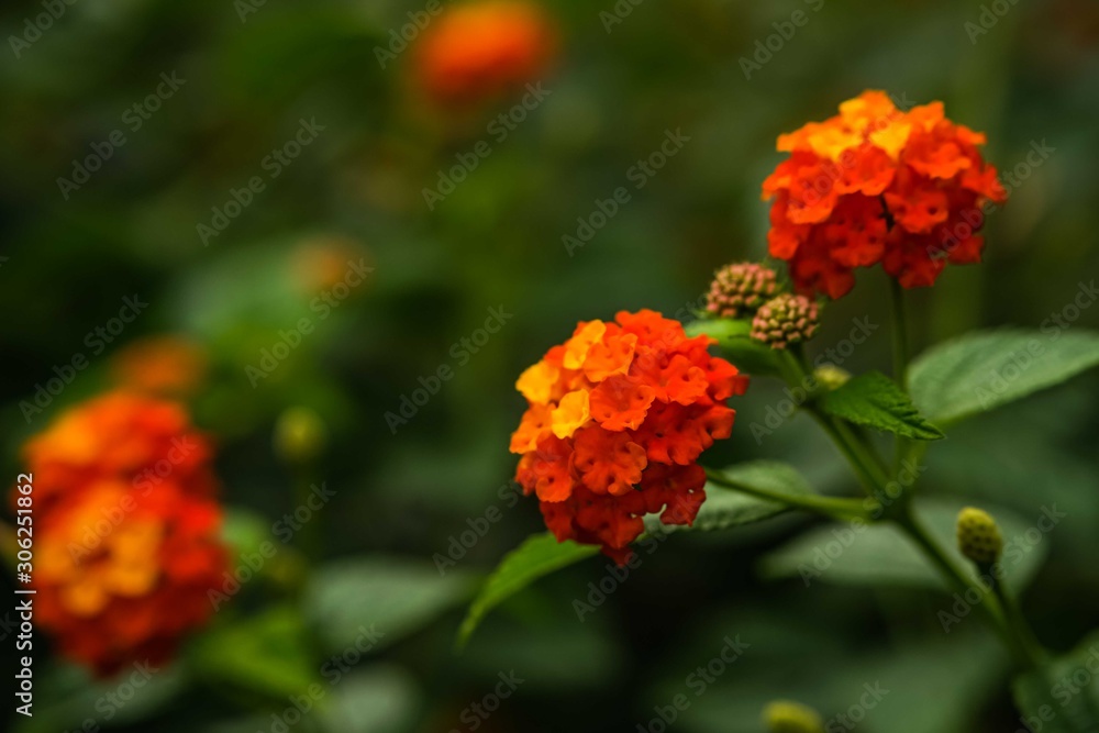 Lantana flowers with green leaves background. Lantana flowers with green leaves background.