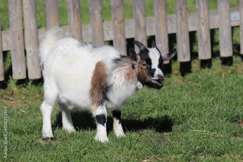 Pygmy goat on the farm