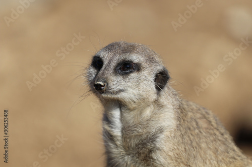 Portrait Of Meerkat © Jiri