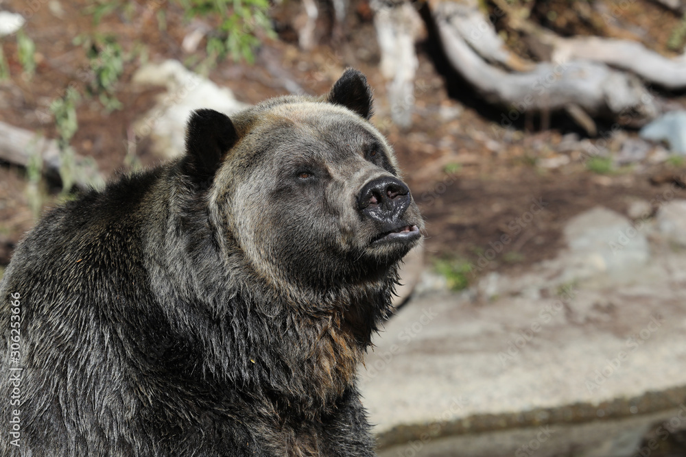 Closeup of a very large brown Grizzly Bear surrounded by natural habitat found near Vancouver, British Columbia, Canada Closeup of a very large brown Grizzly Bear surrounded by natural habitat found near Vancouver, British Columbia, Canada