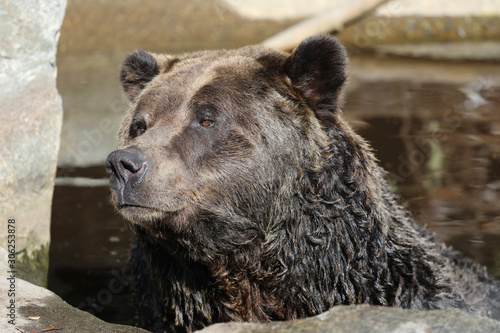 Closeup of a very large brown Grizzly Bear surrounded by natural habitat found near Vancouver  British Columbia  Canada