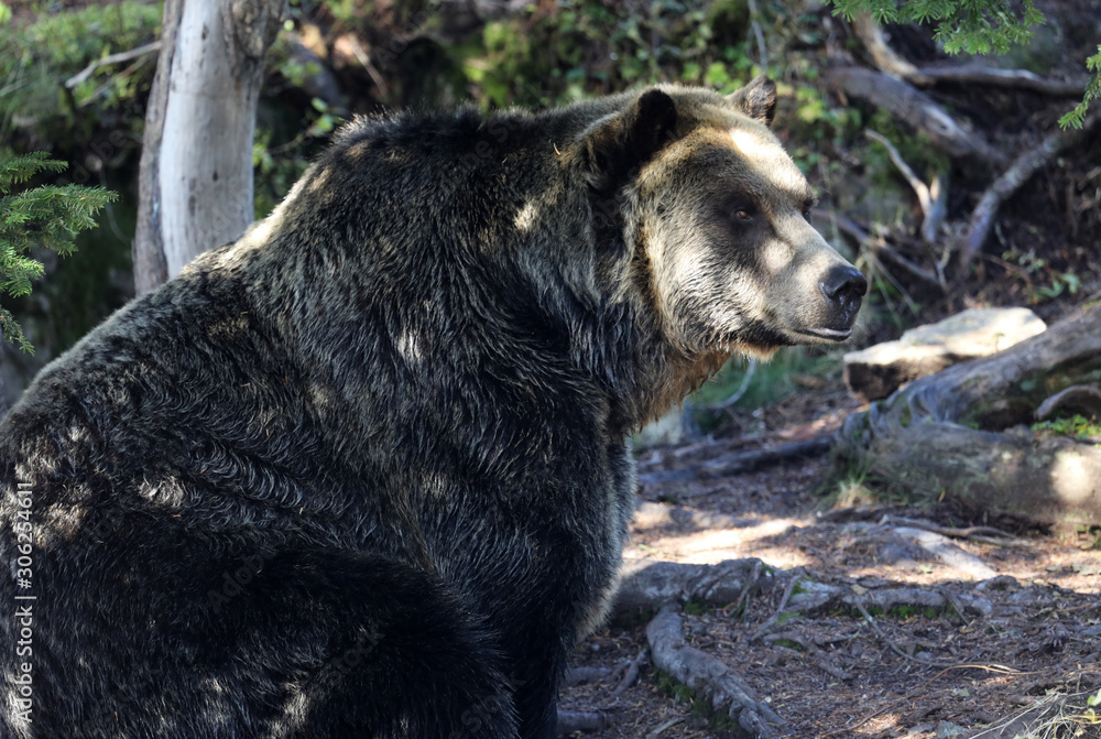 Fototapeta premium Closeup of a very large brown Grizzly Bear surrounded by natural habitat found near Vancouver, British Columbia, Canada