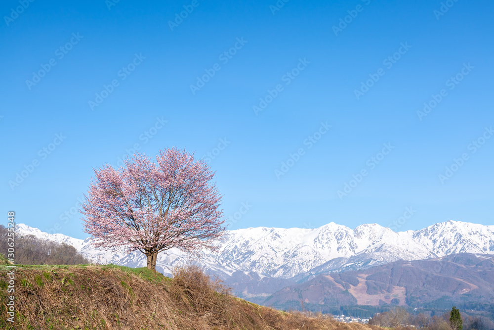 野平の一本桜