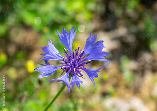 fiore blu isolato di centaurea cyanus