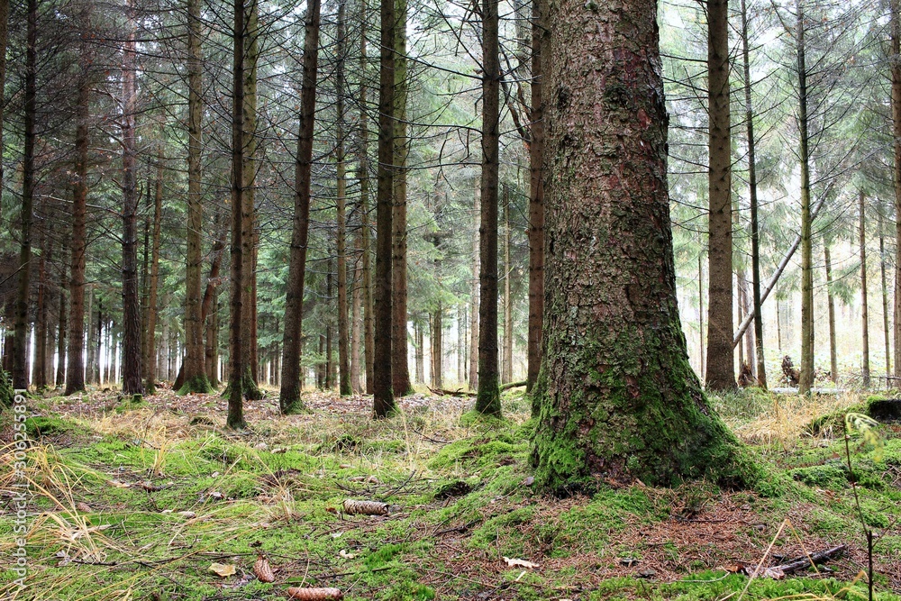 Unser schöner Naturwald Unser schöner Naturwald