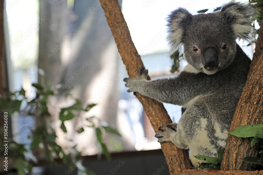 Fototapeta premium słodkie misie koala w gumtree w Queensland w Australii