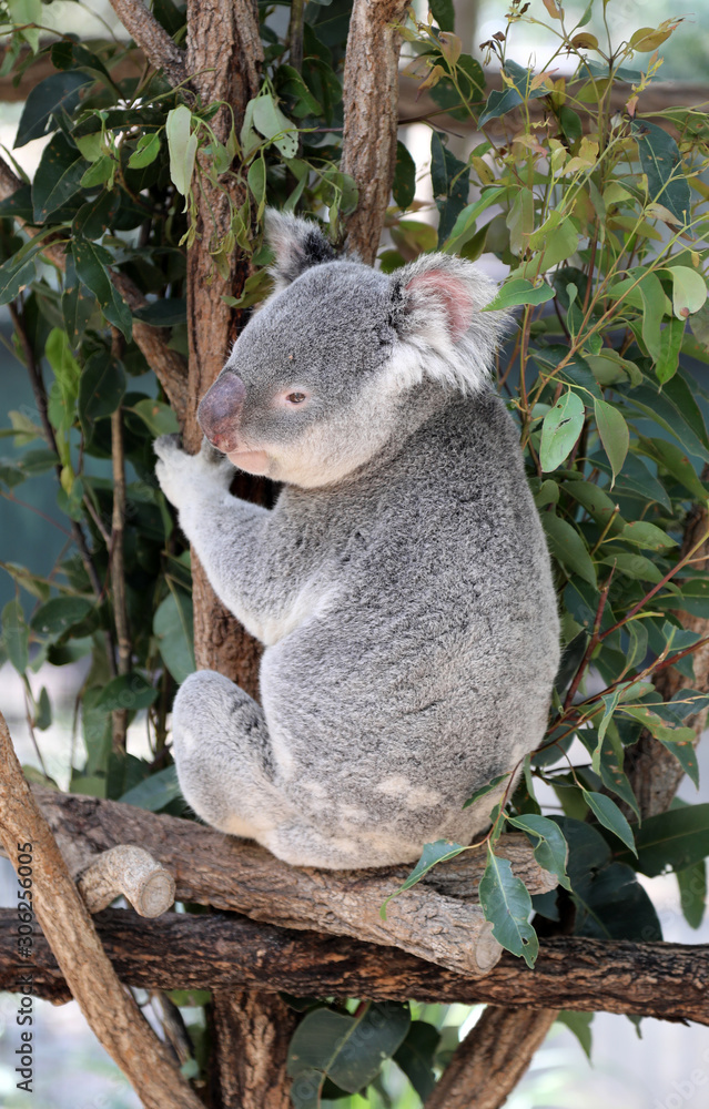 Fototapeta premium cute cuddly koala bears in gumtree in queensland, australia