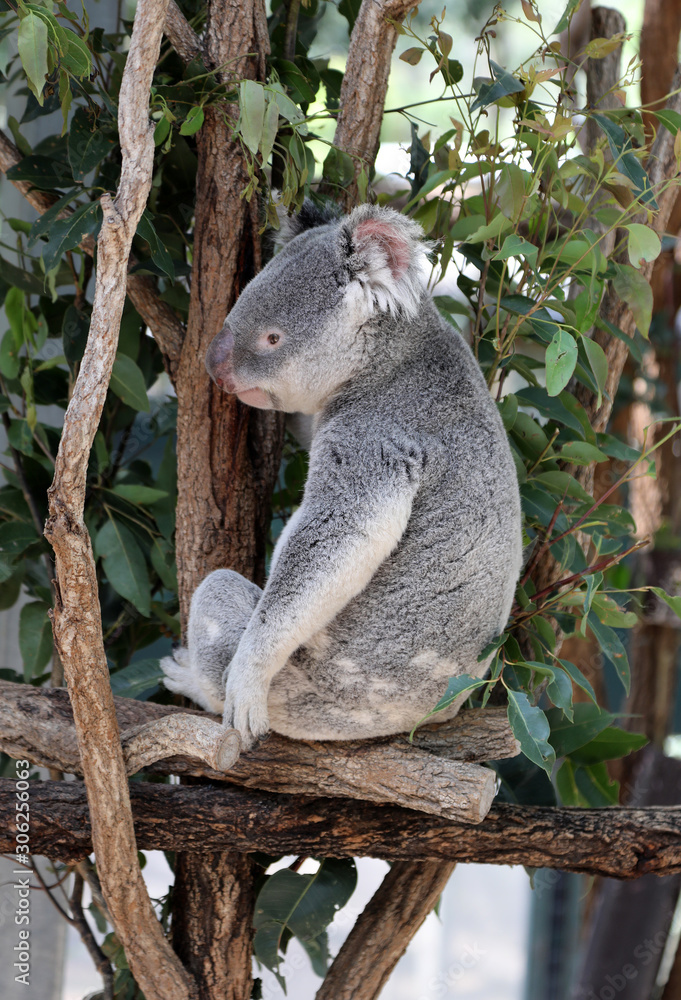 Obraz premium cute cuddly koala bears in gumtree in queensland, australia