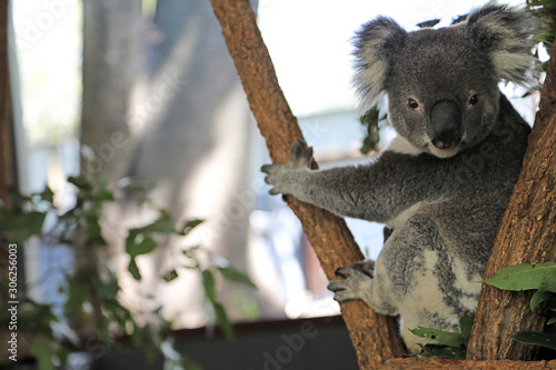 cute cuddly koala bears in gumtree in queensland  australia
