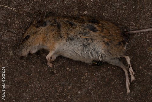 tote maus auf beton