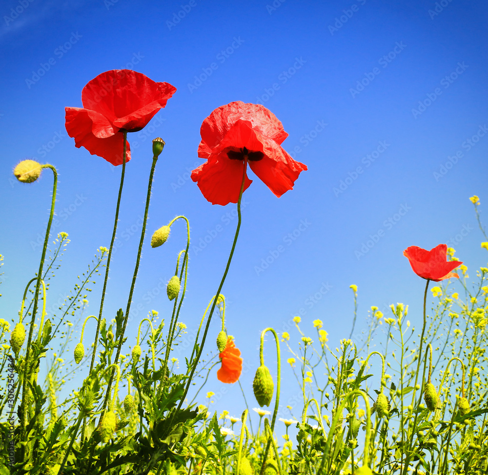 Obraz premium poppies blooming in the wild meadow