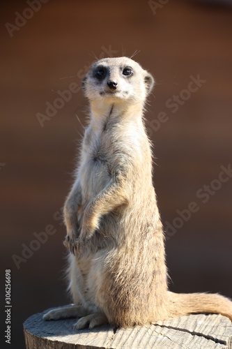 Meerkat standing on wood