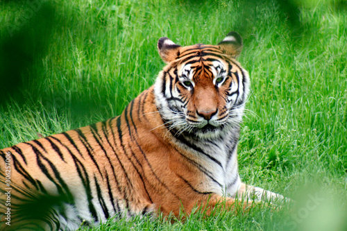 tiger