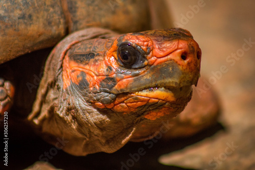 Tortue_Brésil