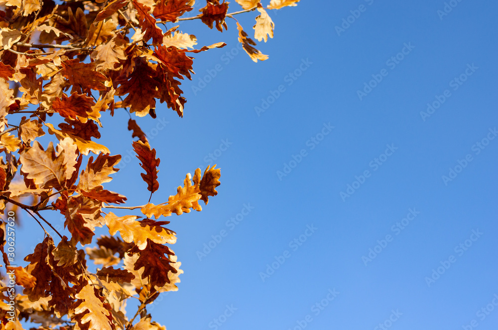 Fallen leaves in autumn forest at sunny weather . Fallen leaves in autumn forest at sunny weather .