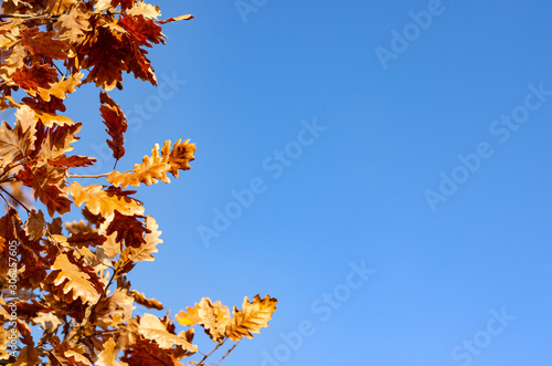 Wonderful autumn background with yellow trees and sun. Colorful foliage in the park. Falling leaves natural background