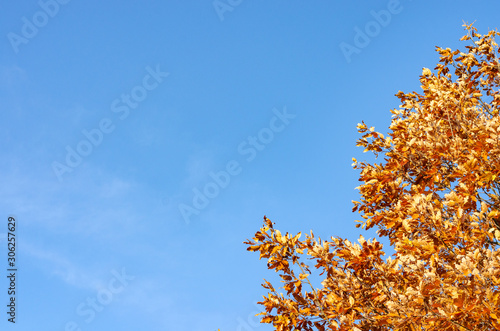 Rusty yellow trees in forest during autum season .