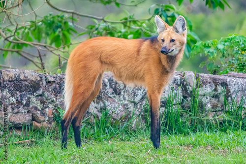 maned wolf portrait