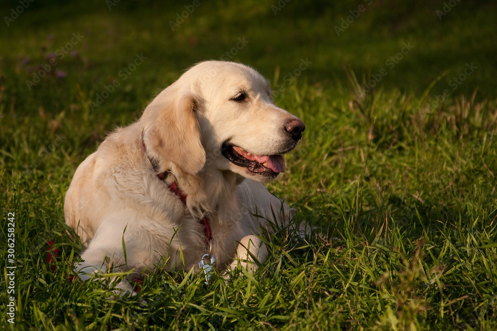 Golden retriever dog breed lies on green grass