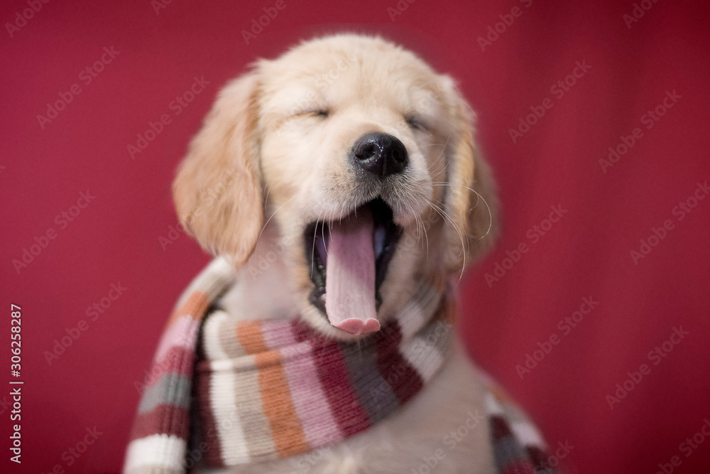 Little smart golden retriever puppy dog wrapped in a striped scarf and yawns - obrazy, fototapety, plakaty 