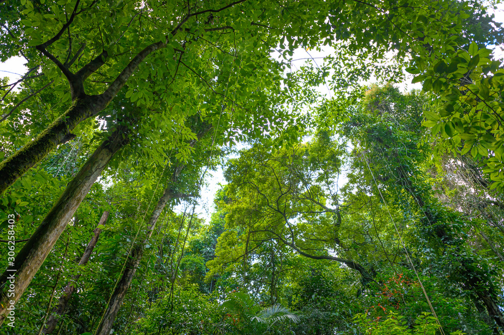 Jungle. Landscape in the middle of the rainforest with tall trees and sun rays Jungle. Landscape in the middle of the rainforest with tall trees and sun rays