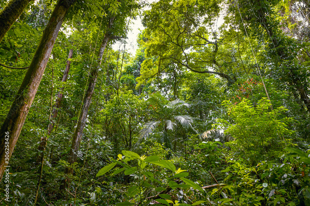 Naklejka premium Jungle. Landscape in the middle of the rainforest with tall trees and sun rays