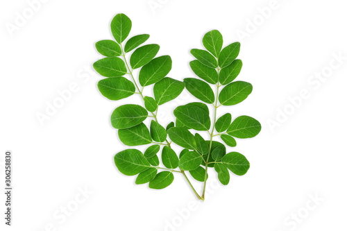 Moringa leaves fresh on a white background