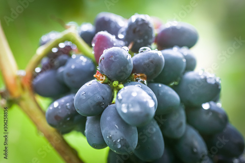 Cabernet black grape, red wine made from such grapes. Cabernet Sauvignon grapes. winegrowers grapes on vine. red wine. 
