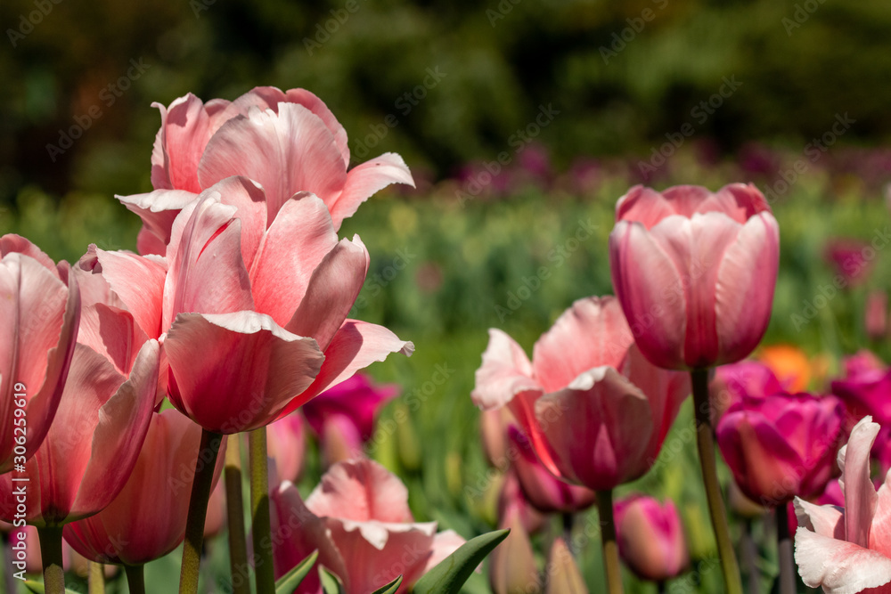 Pink Tulips in full bloom.